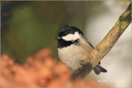 <p>SÝKORA UHELNÍČEK (Periparus ater) /Coal tit - Tannenmeise/</p>